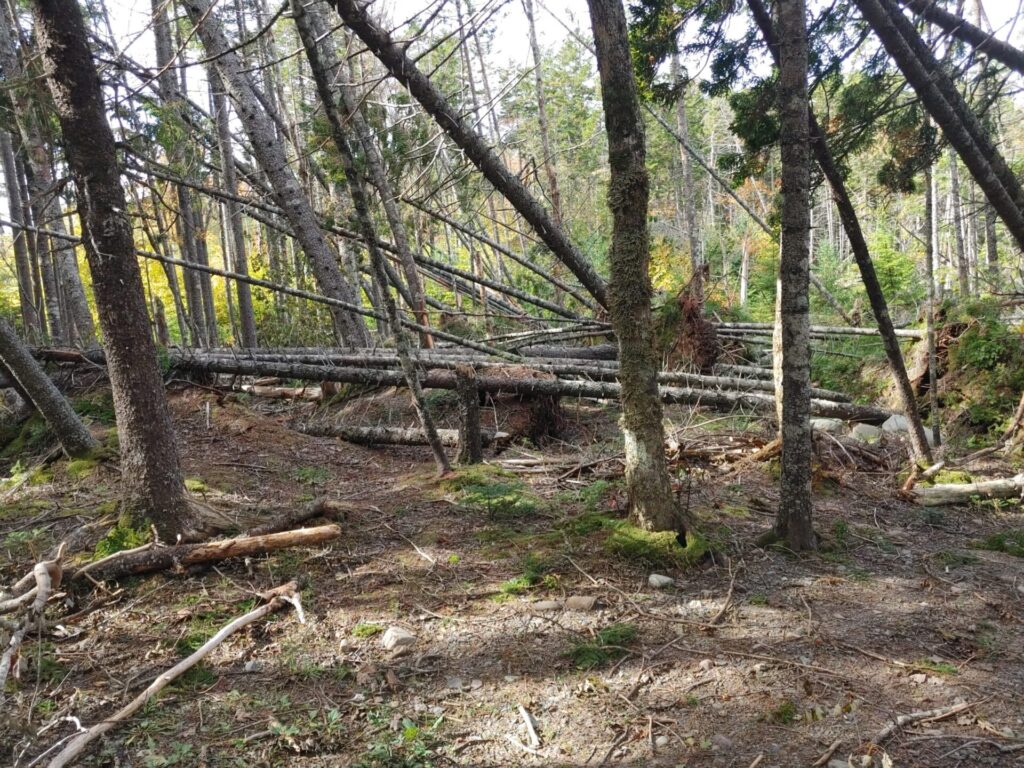 Storm Damage