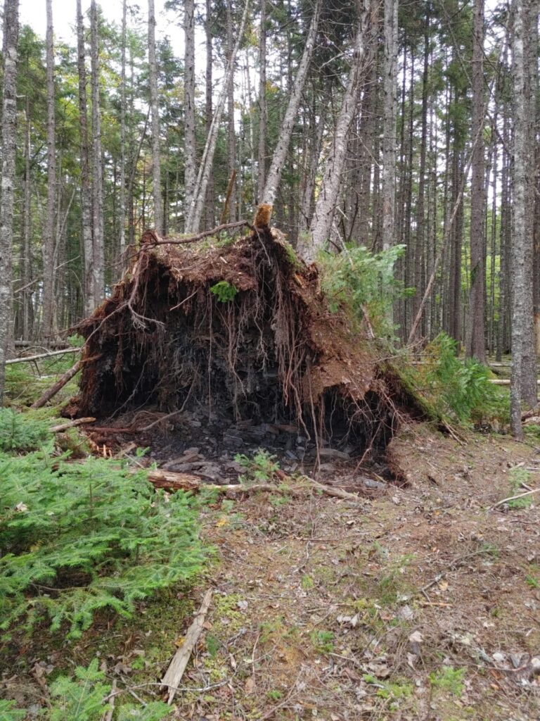 Storm Damage